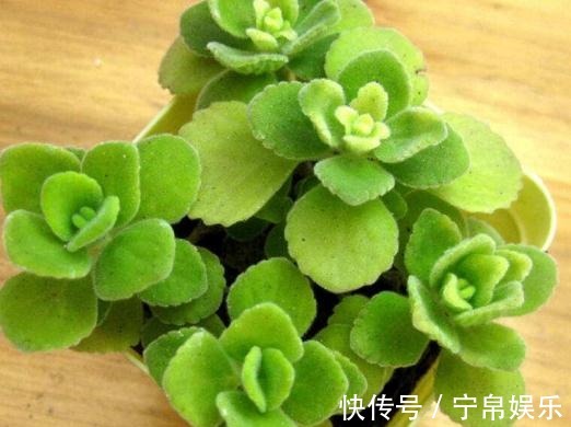 大肥|养了“碰碰香”,注意这“2处”,叶片亮、根系旺,一整年香喷喷