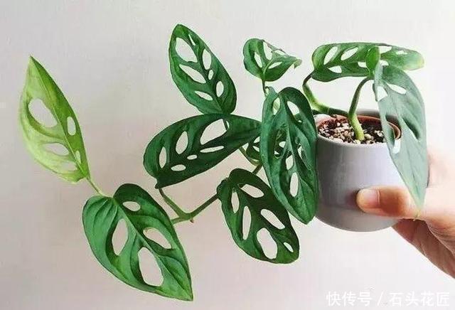 鱼骨|此5种植物,叶子“奇特”又漂亮,养在家里大气、又好看