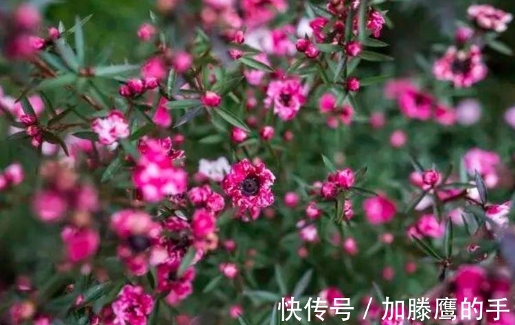 种花人|几种花好养又漂亮，花朵大花期长，开满整个花盆，快养起来吧！