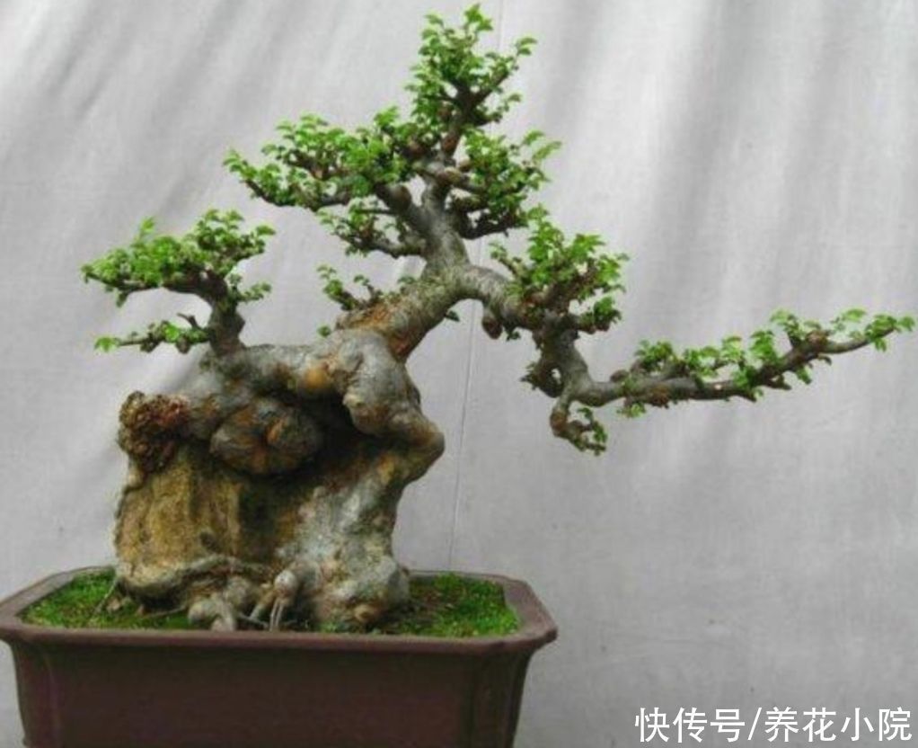 苍劲|盆景不用买,5种常见的树,做成盆景漂亮又美观