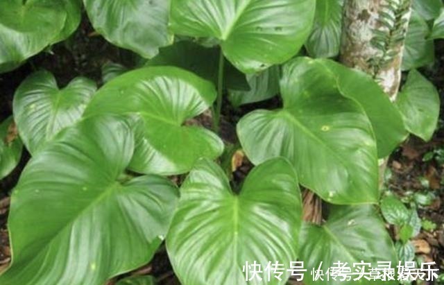 植株|在路旁,有1种“千年健”叶片大,比车前草奇特,更是珍贵、值钱