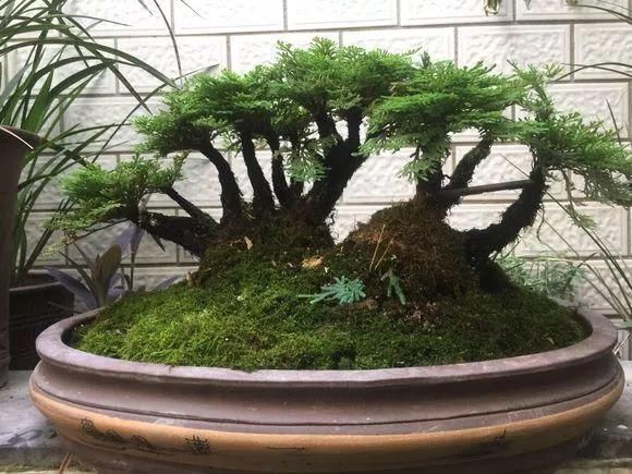 垂盆草|屋顶上的野草,人称“房神”,别再拔了,是福气!