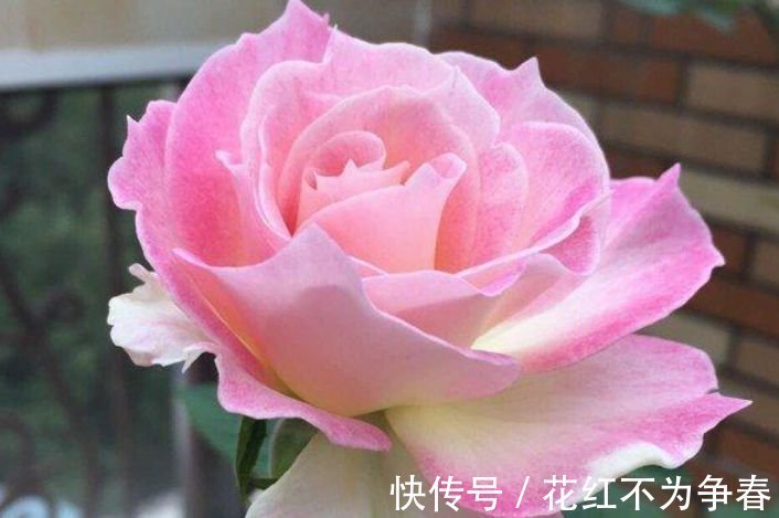 四君子|夏天养此款花卉,不怕冷、不怕热,开花漂亮花期长!