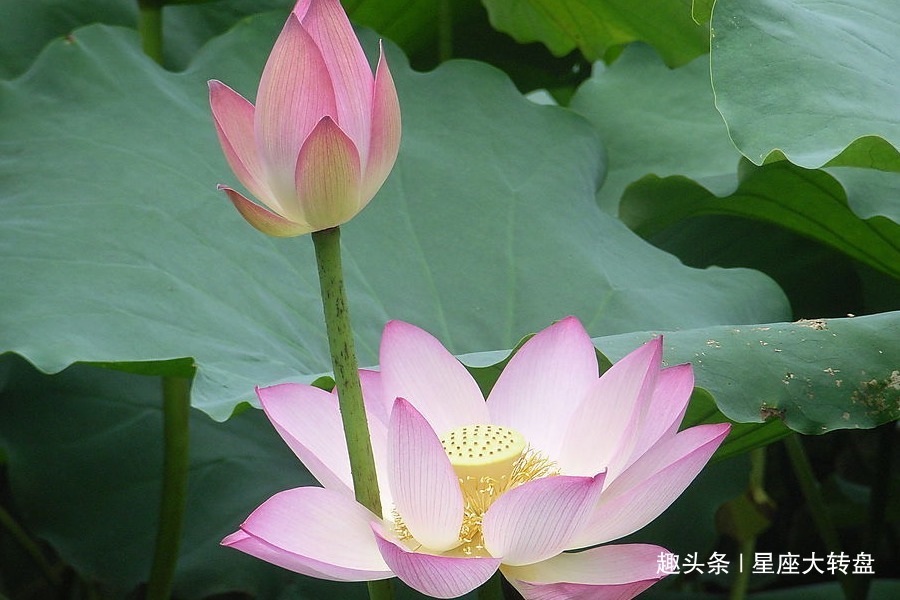 人性格|财神爷都喜爱的三个生肖,年轻吃苦中年富有,注定命里藏金