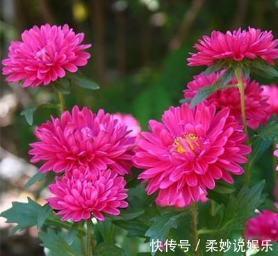 枝条|养菊花,秋季做好“一不三充足”,快速出花苞,开花爆盆到冬季