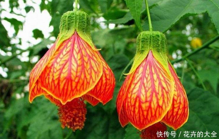 最有仙气的4种花,迷人的花朵,财运爆发,事业风生水起!