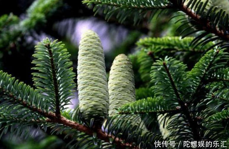 全球最珍贵的一棵树,被誉为“地球独子”,生长在浙江普陀山