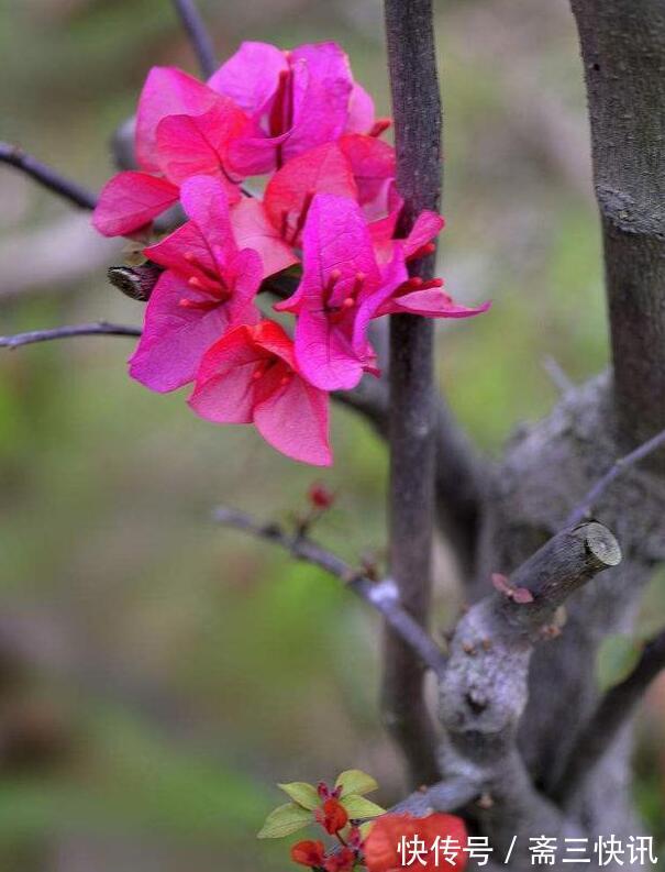 三角梅杆腐烂如何挽救2种原因要知道,对症下药,一样可以救活