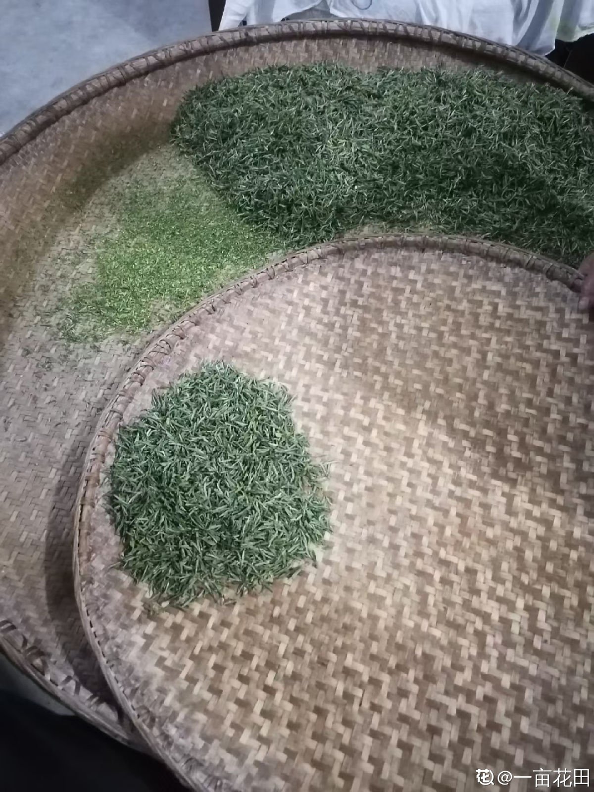 老人|茶叶扔掉太浪费，泡过的、过期的还能这样用，家里老人都不知道