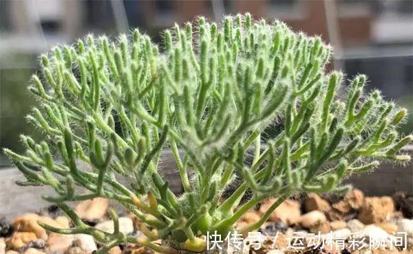 霓虹灯|最昂贵的10种多肉,第一种价格高达600万,网友直呼买不起