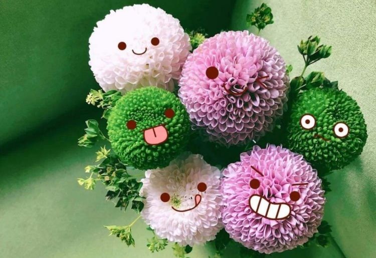 花卉|此花“圆滚滚”,寓意爱情美满,家养一盆,年年赏花不停歇!