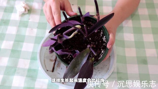 扦插|紫竹梅扦插有技巧，做好几点，生根快，轻松一盆变多盆