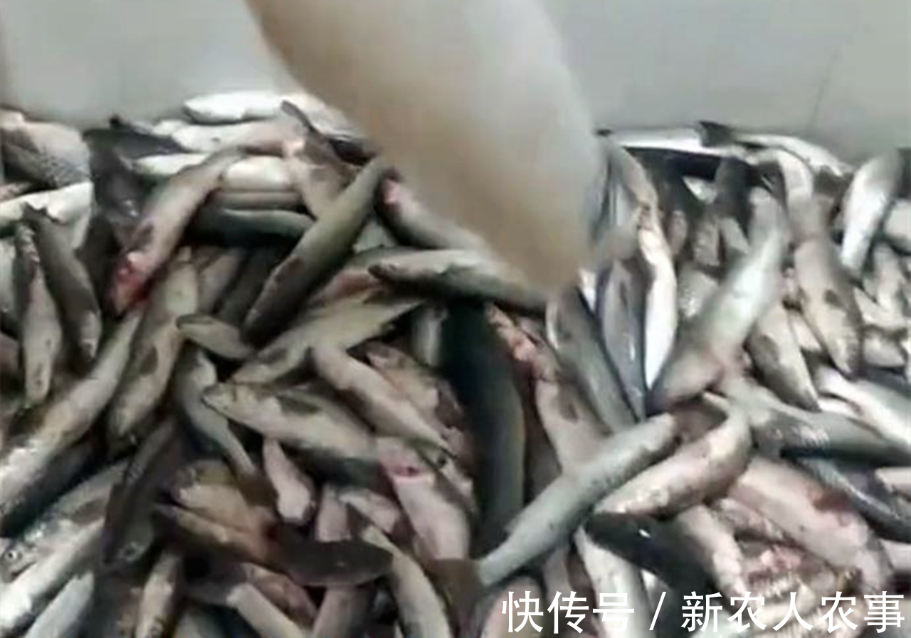 钓友|河北一男子野钓渔获蛇皮袋装,妻子却全部送邻居,网友:适当索取