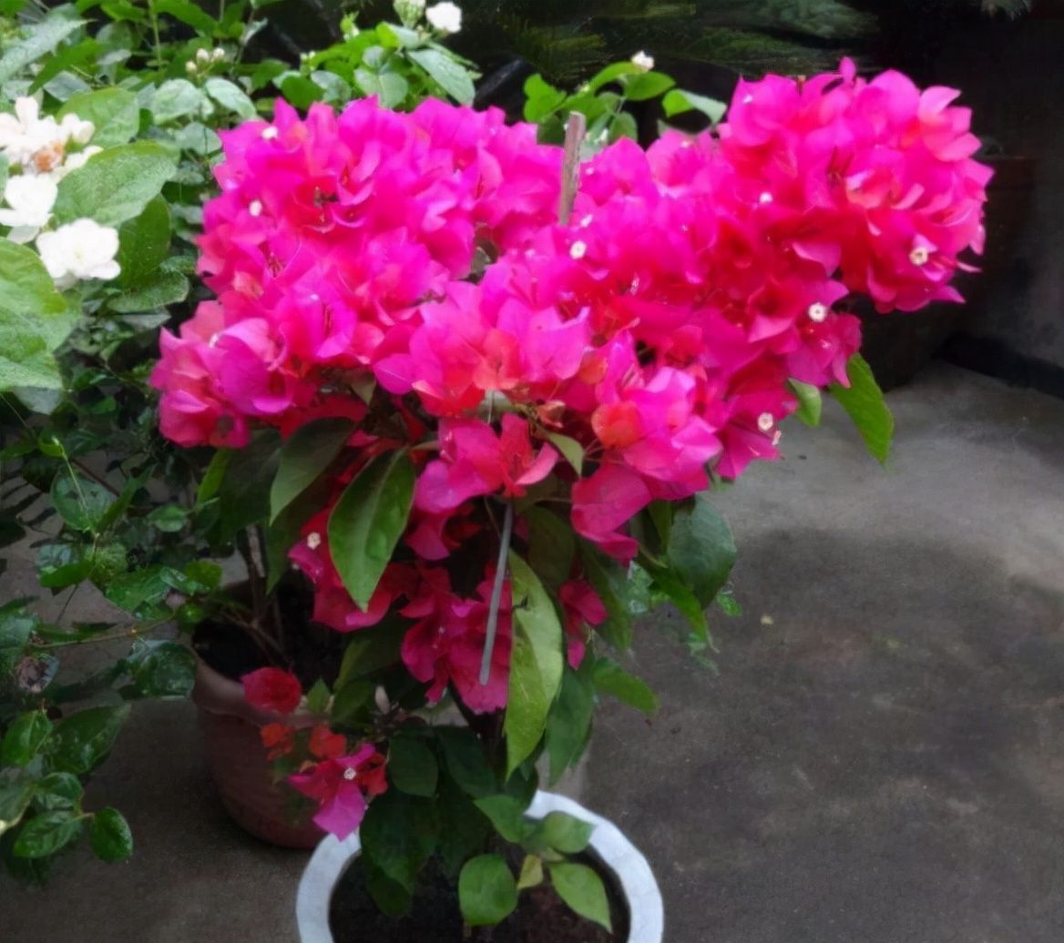 三角梅只长叶子不开花?做对了这几点!满树花苞“开”不断!