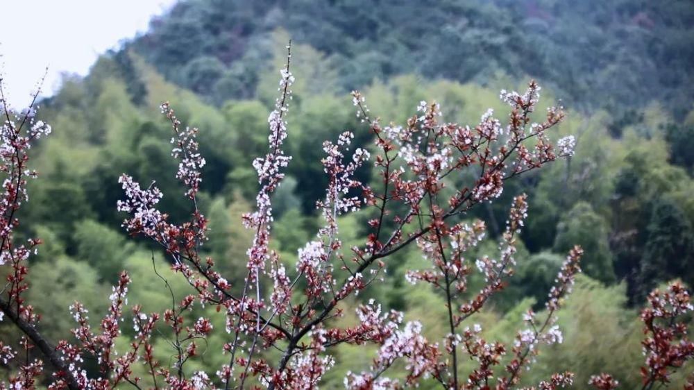 中年|紫叶李花一路绽放，青田这个村美翻了！