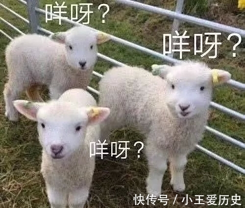 公民|问君能有几多愁 双十一羊毛你薅对了吗？