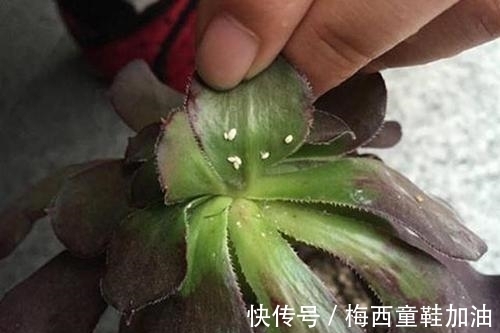 烂根|多肉植物出现3个症状,赶快换盆换土,催一圈侧芽,养成小老桩!