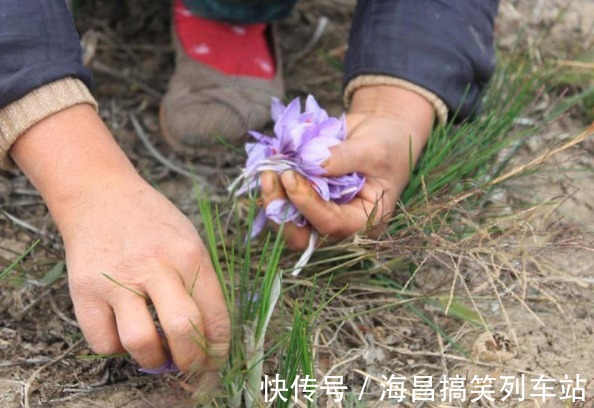 被誉为“最金贵的花”,市价4万一斤供不应求,值不值得种植呢?