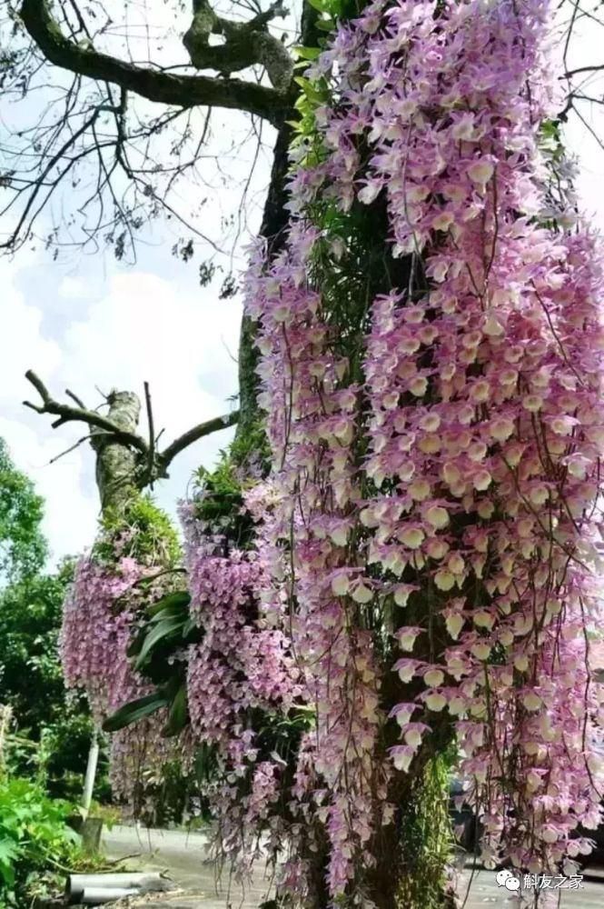 石头|世界上最美的石头,难得一见!