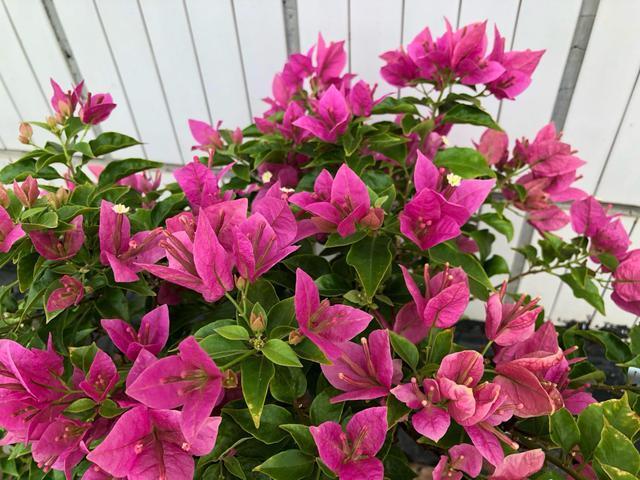 三角梅为什么只长叶不开花，三角梅控水时间，三角梅施肥策略