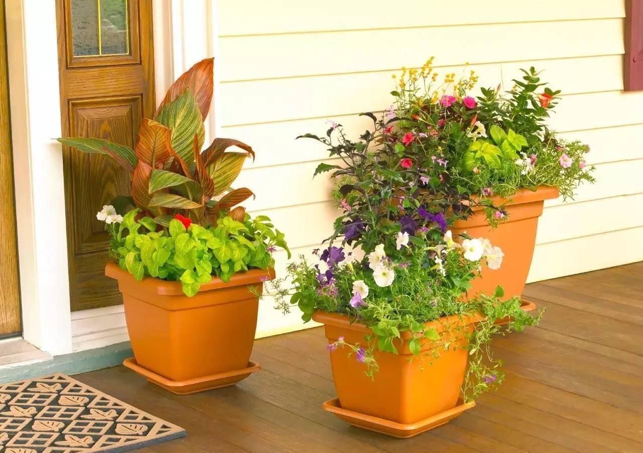 到了深秋，拿这3样“废物制肥”，养花效果显著，还不用花钱