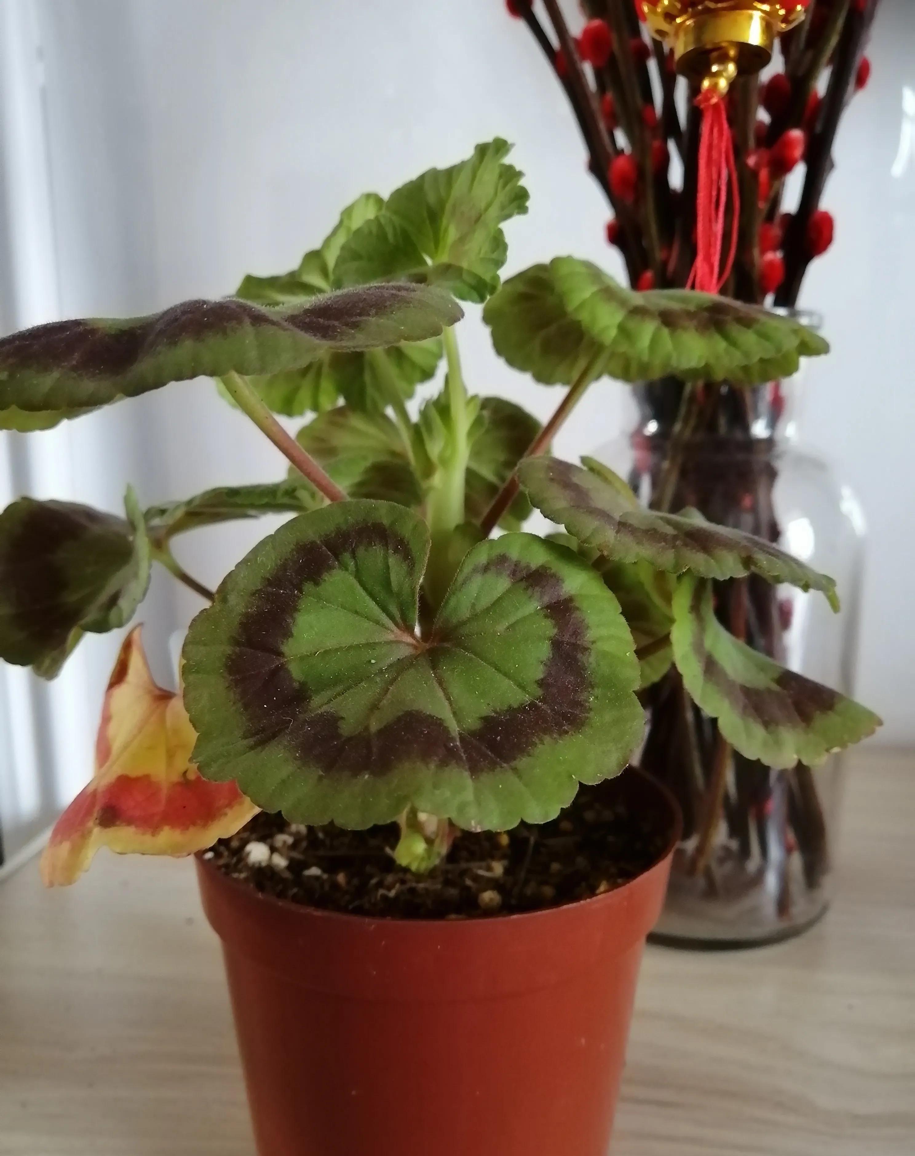 阳台必养盆栽花-天竺葵,如果非要给理由,这“8个”够不够?