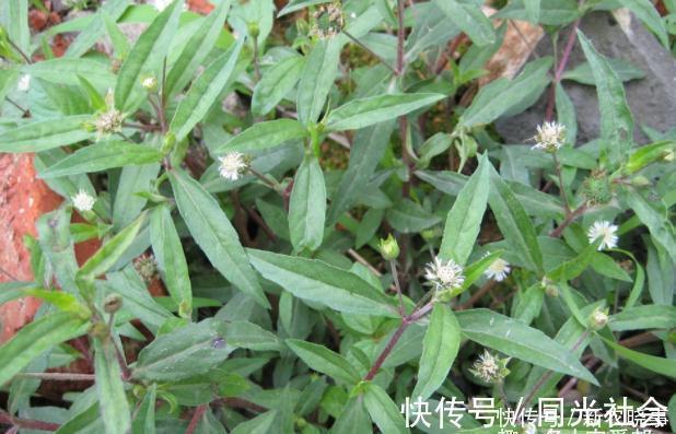 一年生|农村这种野草手一碰就变黑,很多人不知道它可以捣烂来煮水洗头!