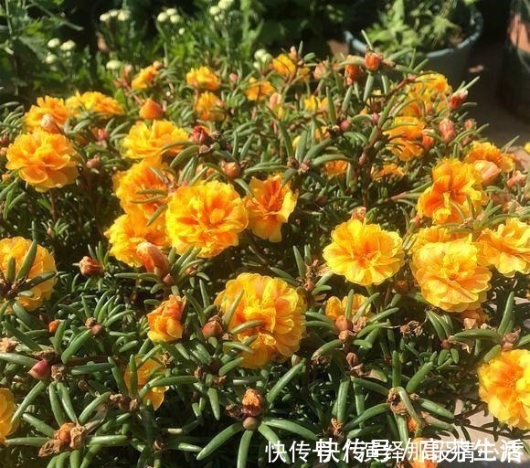 阳台上|阳台再小也要养盆“它”,花开似牡丹,从春开到冬,四季有花赏!