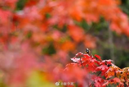 霜降&今日霜降，丹枫如火