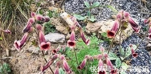 野草|农村一野草,人称“蜜罐”,根价值不输人参,长在路边少人识