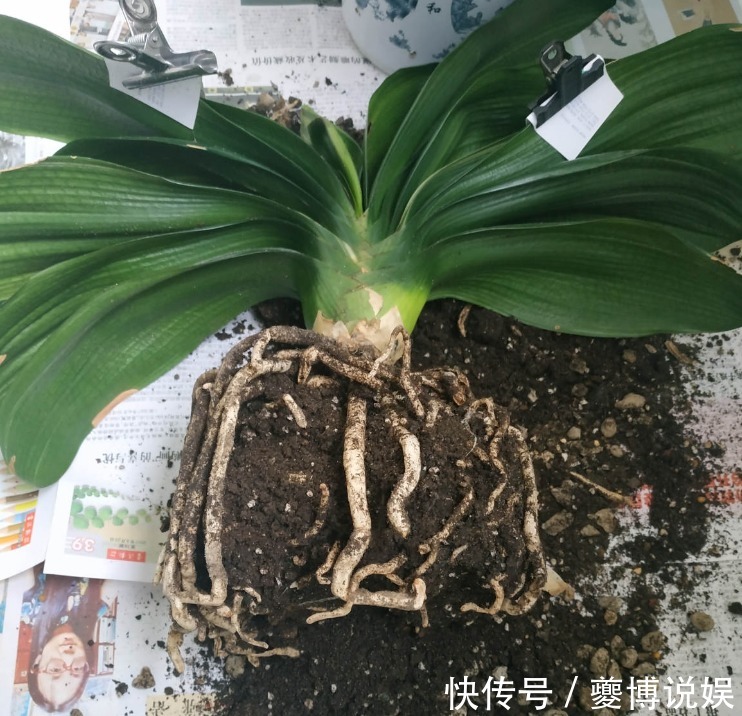 君子兰|君子兰养了10年不开花,就是这个原因,看完就明白了!