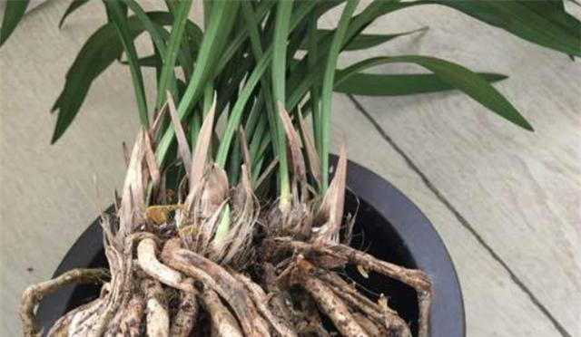 根系|夏天兰花烂根,别犹豫,做对1件事,新根冒不停