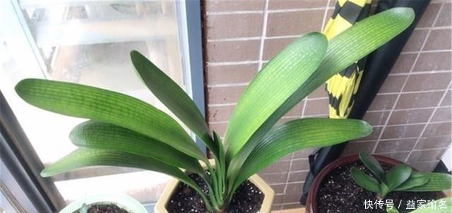 核桃壳|养君子兰,添3“东西”,解决3“难题”,叶子常年油绿发亮