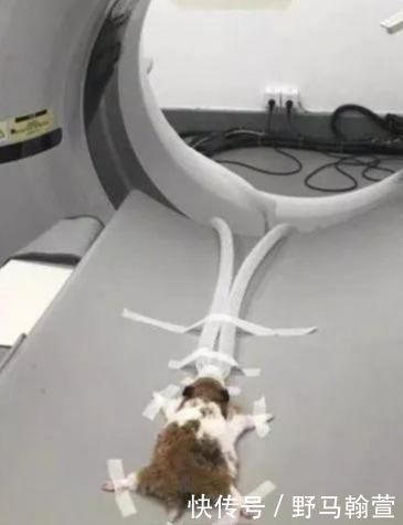 恕我直言|“恕我直言，应该没人能驾驭的了这件衣服，哈哈哈哈哈太好笑了”