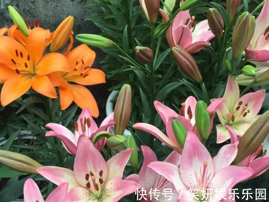 土壤|这款洋葱花天热多栽点,埋土里1个月开花,秋季爆崽,年年复花
