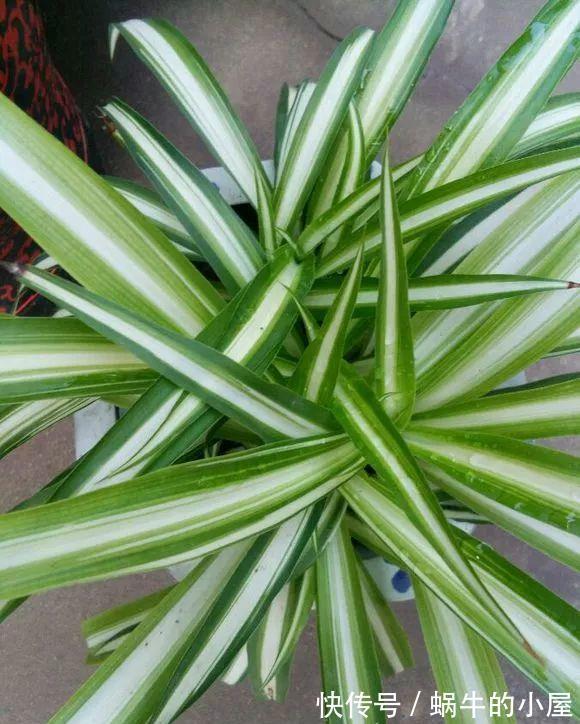 浇水不分早晚,浇一盆死一盆,别再做错了!