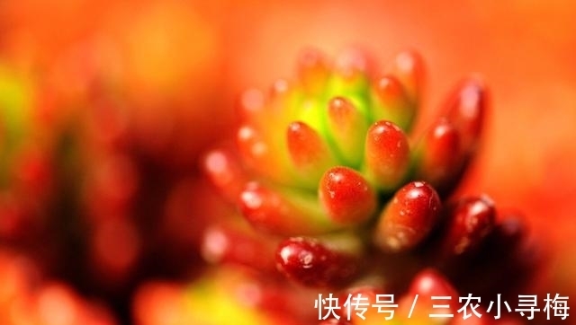 多肉|新手怎么种多肉