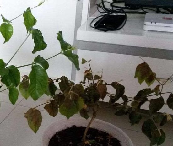 你还把绿萝摆放在家里这两个地方吗?难怪养不活,赶快换地方!