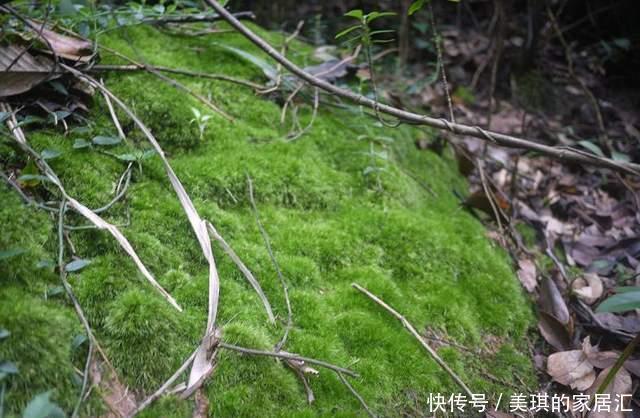  野草|路边野草，种盆里变成值钱盆景，超好养还好看