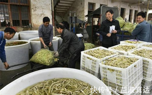 鲜嫩|河岸边才长的笋,以前人们用它充饥,如今成上佳野菜,3月正鲜嫩