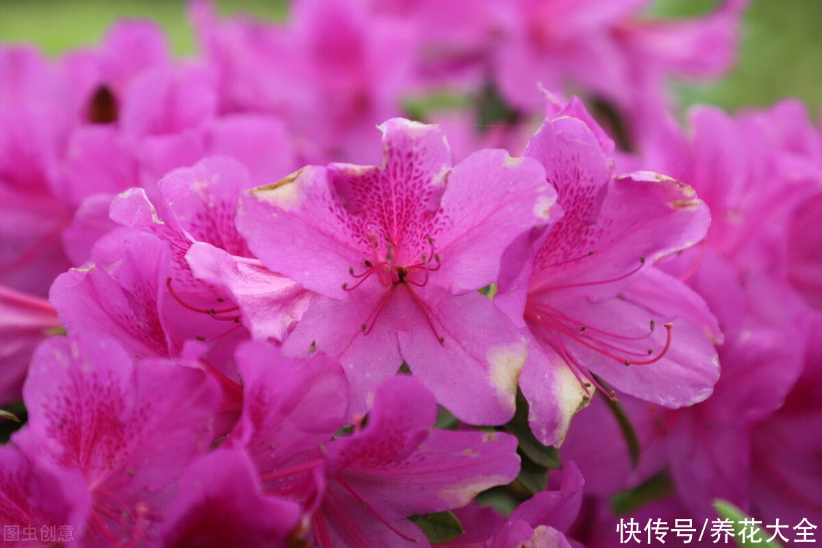 腐烂根|公认的“必死花”，买过N次，实在是太难养了