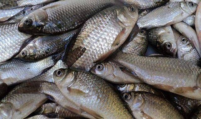 鸡血|谁说自制饵料不上鱼?老钓鱼人分享两款独家秘制饵料,助你上鱼!