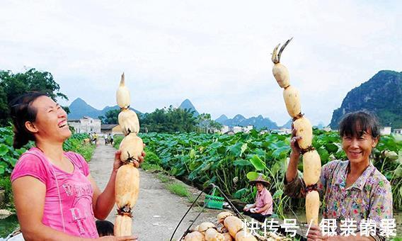 荷莲|秋吃藕,胜补药!莲藕4大妙方,补气血,强免疫,百病绕道走!