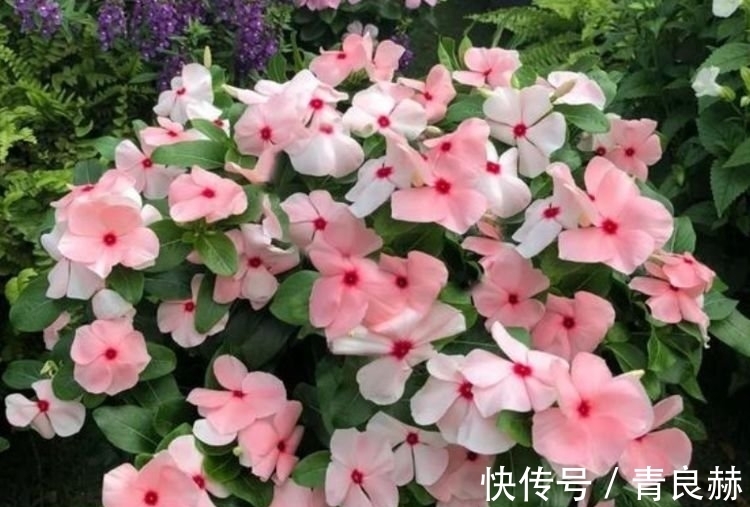 养护|超漂亮的4种花,长势好、花色艳,雍容华贵,养护简单!