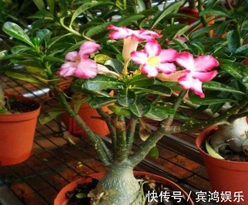 养护|养护沙漠玫瑰,谨记''2点'',叶子绿油油,“玫瑰花”开挂满枝