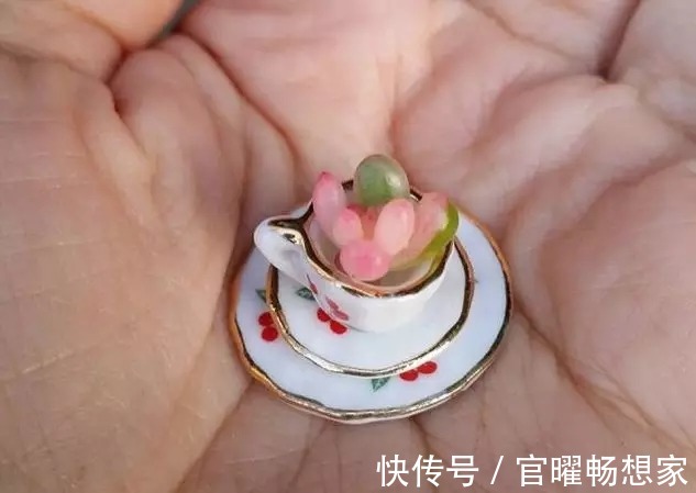 指甲盖大小的多肉你见过吗自己在家就能养出来，可爱到心颤！