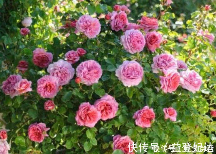 漂亮|这种花很耐养,沾土就能活,谁见了都喜欢,花朵漂亮,花开旺!