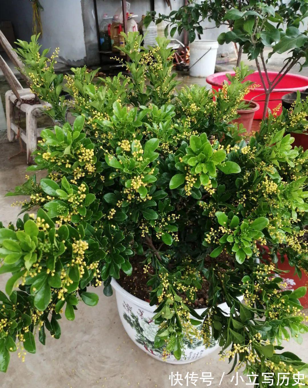 缺德商贩,把“绿化草”包装成“进口花”来卖,上当的人真不少