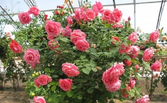 养月季花，多做关键1步，枝繁叶茂，花开不断，阳台变花海！