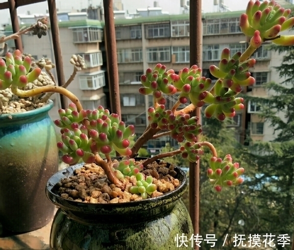 多肉植物|多肉乙女心,天暖盆栽时多晒太阳、适量低温才能让叶子越长越美